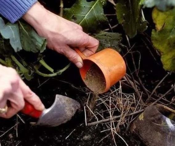 花卉总“黄叶”,更改“这3处”,叶子变得绿滴油,开花更旺盛