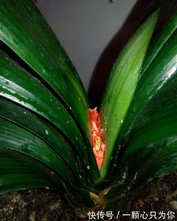温差|君子兰“夹箭”开不动?学会2招,只要7天,就把花箭拽出来