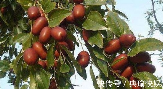 种植|提高免疫力、保护肝脏的枣,农民教你种植技巧收获优质高产枣!