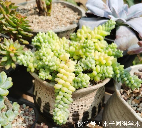 陶土|多肉不晒太阳,叶子就没有状态,夏天放在室外,20天晒的红彤彤