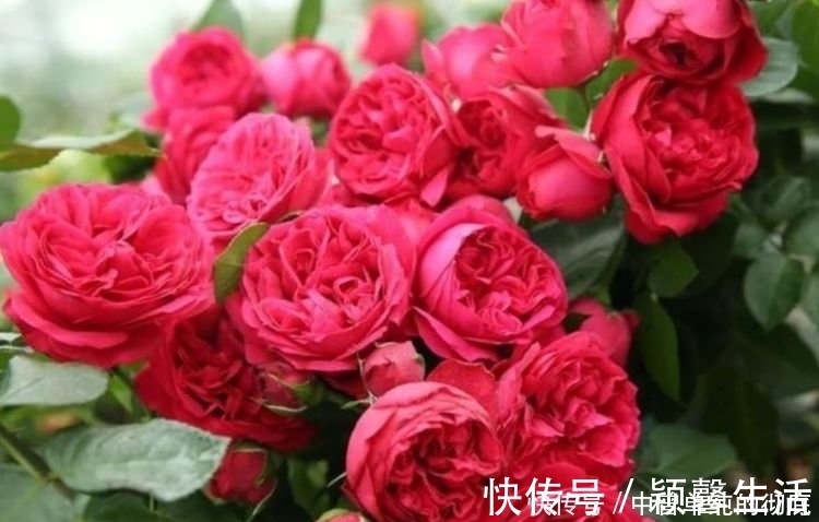 鲜切花|家中必养“4种花”，好养漂亮花期长，越晒开花越旺