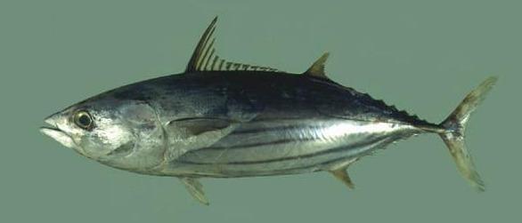 最常见的50种食用鱼,别再说你不认识,好好看看,你认识几种