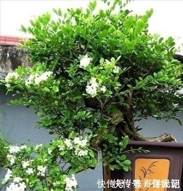 绿萝扔了吧！此花沾土就活，一年开花200天，花香胜桂花！