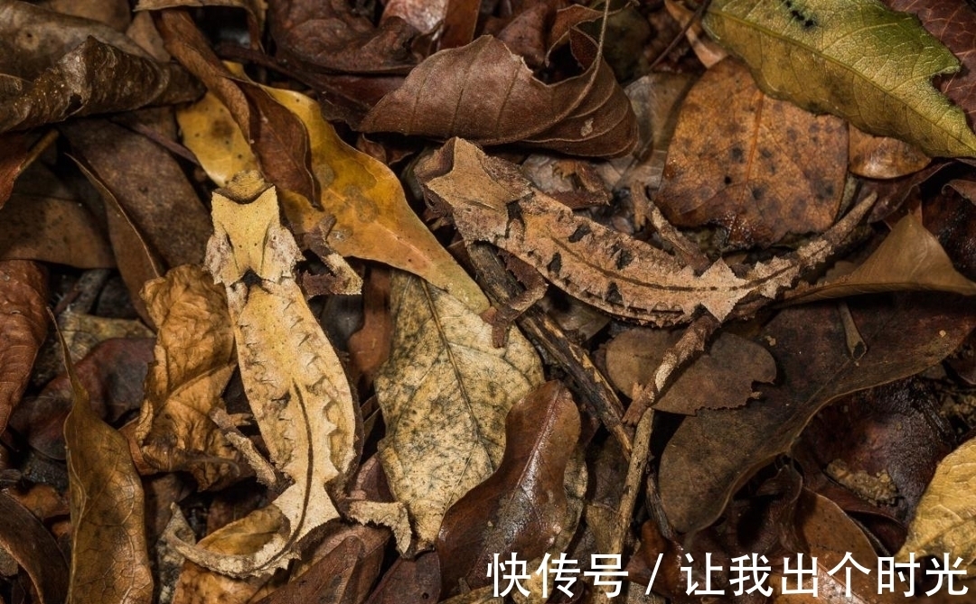 纳米晶体|变色不是为了“伪装”?而是交流和控制体温,动画片都是骗人的