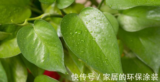 淋雨|下雨天,勤快些,把这些花搬到室外去,多淋雨,生长旺盛,开花多
