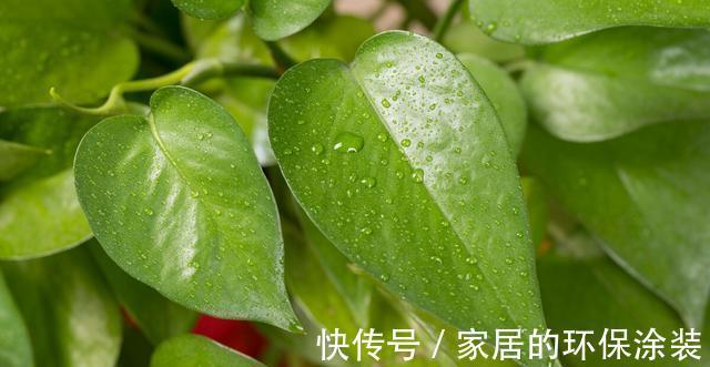 淋雨|下雨天，勤快些，把这些花搬到室外去，多淋雨，生长旺盛，开花多