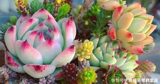 养多肉几天浇一次水?了解掌握几个要点,四季肥嘟嘟美美哒!