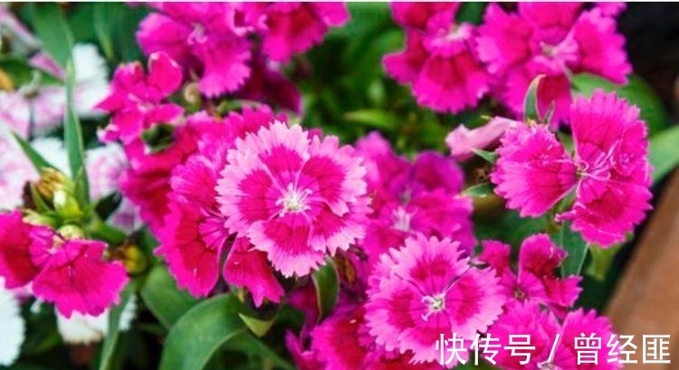 养花试试这几款,花开繁盛花香怡人,繁花似锦,姿色艳丽