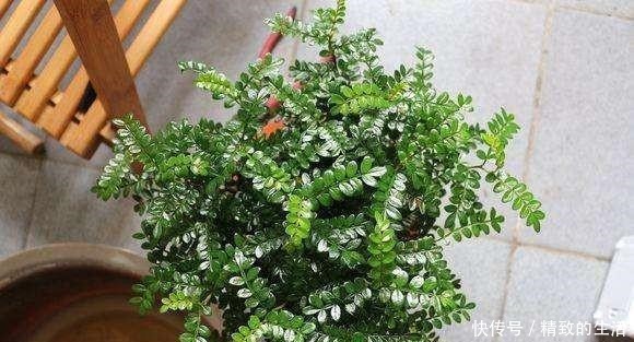 卫生间的爬虫怎样治!