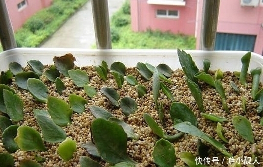 叶子|只需一片叶子就能长到“爆盆”的4种盆栽