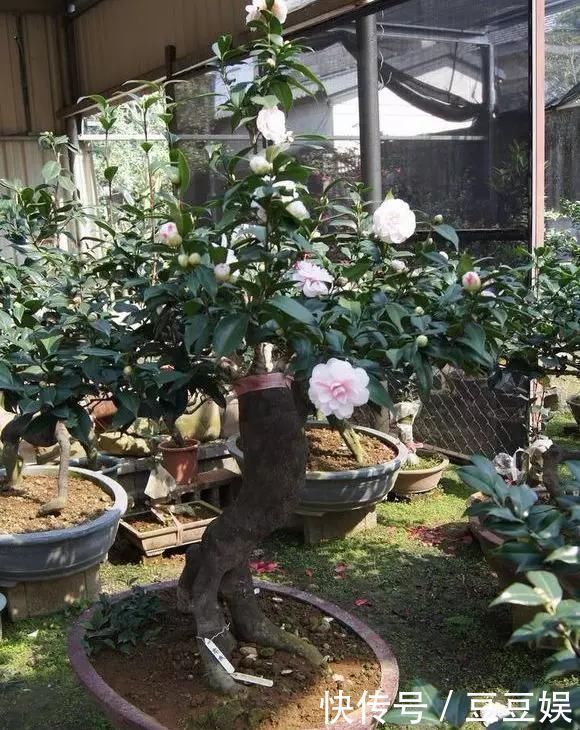 浇水|这4种“盆景树”,不仅观赏性高,寿命还特别长,越养越值钱