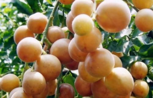 黄皮果|每个女性秋天都爱美,多吃3种的食物,排出毒素,滋润皮肤变年轻