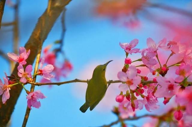 冬日限定樱花！番禺这个地方美若仙境，快来打卡