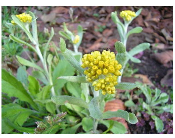 清明|农村这种野菜是高血压“死对头”,每天吃几口,血压都可稳如泰山