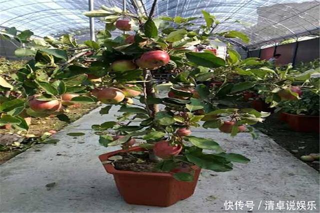 这3种果树养成盆景,放在家里观花结果两不误,寓意极好都很喜欢