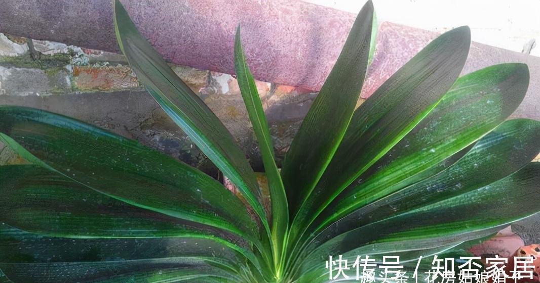 君子兰开花有诀窍，牢记多晒太阳，少浇水勤施肥，注意温差这几样