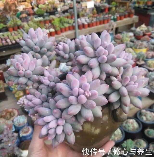 夏天|5种多肉“不好养”,新手不敢碰,老手养不好,看看你家有没有!