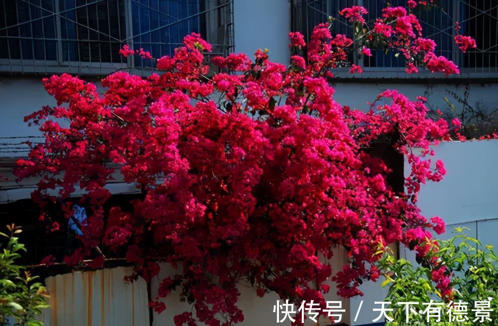 养花|新手养花，有这3款足矣，皮实好养省心，多季节有花赏