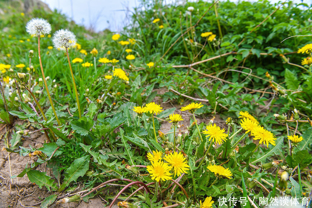 配伍|这18味药,看似普通,却不可轻视!在中药配伍中,治病出奇制胜!