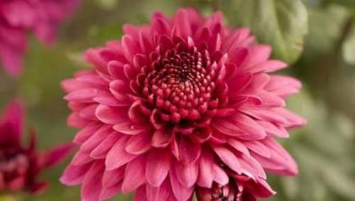  植物|花期超长的4种盆栽花，全年开花，花色绚丽