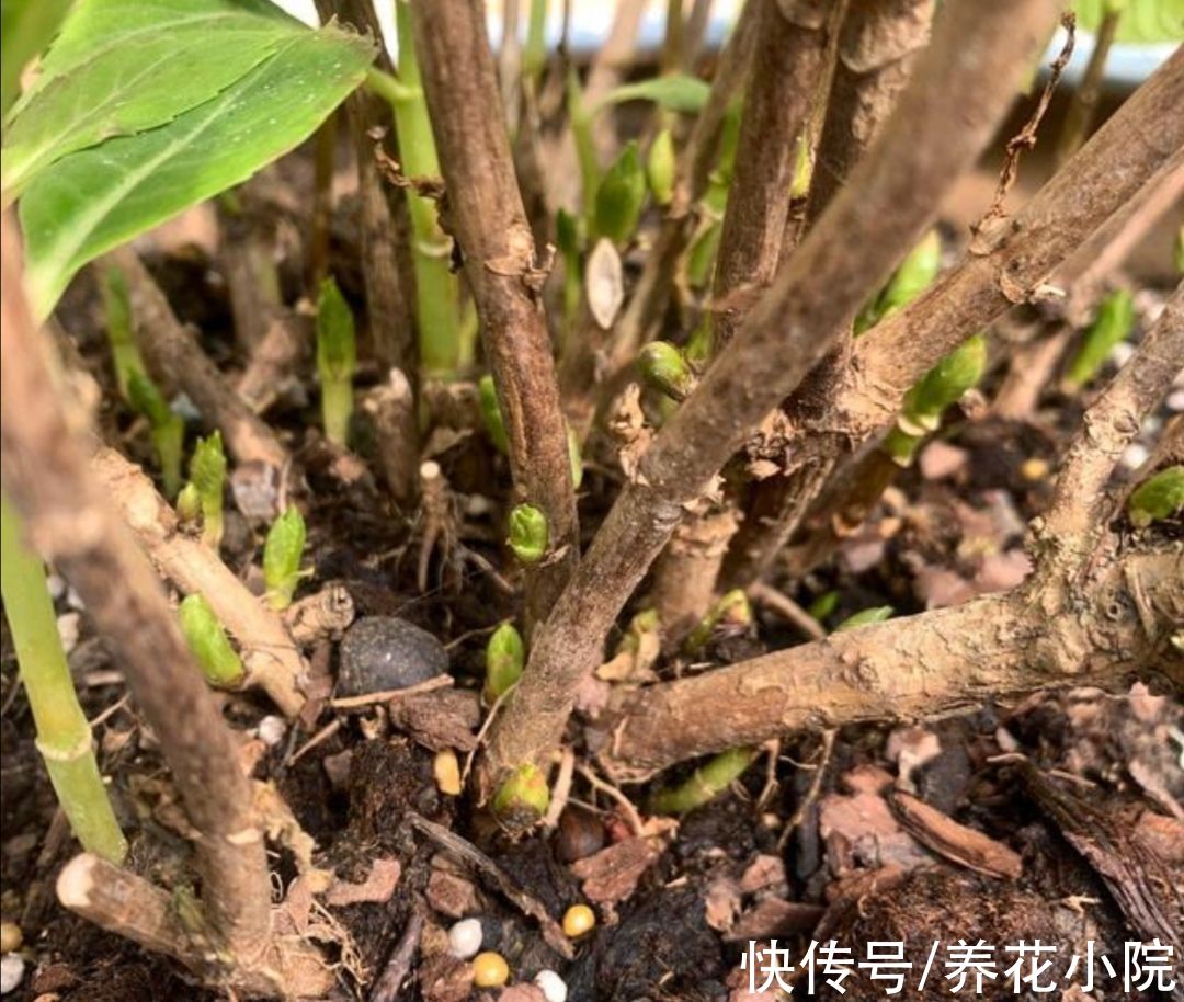 大花绣球不要入室太早,放在外面“冻一冻”,来年开花更多