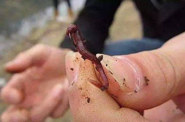 有种“对比”叫蚯蚓和红虫，钓友：天冷后，好过用小药