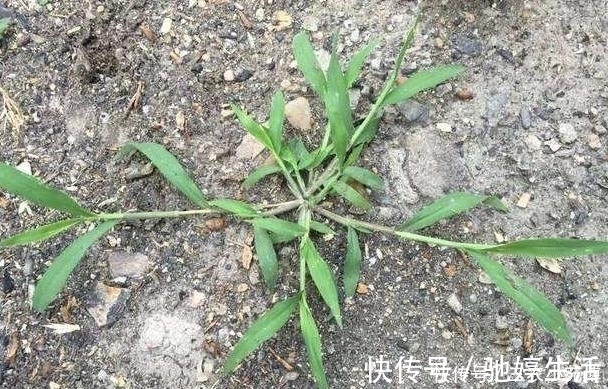 野草|生长在墙角边的野草，是牲畜的上好饲料，殊不知价值珍贵用途广