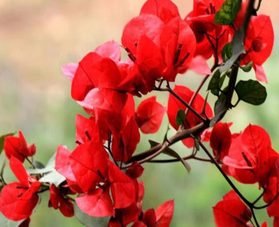 修剪|三角梅的养护方法全在这里,赶快看看,超级实用