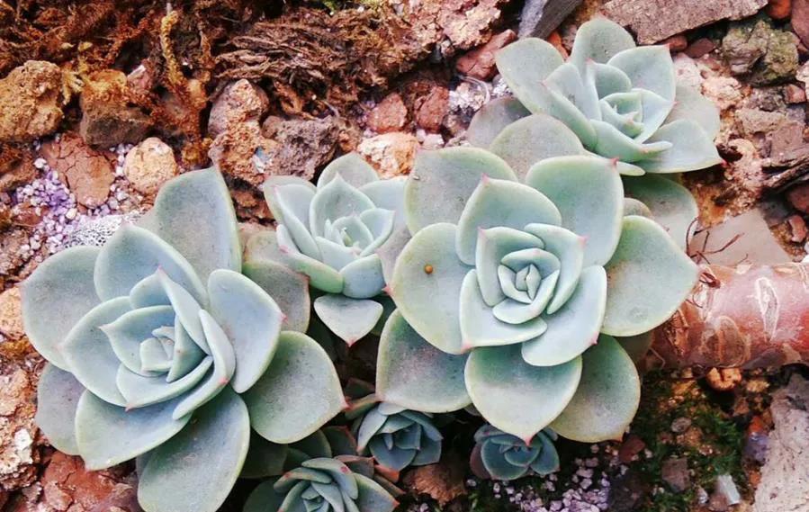 多肉长出小崽崽，不要做此件事，不然后悔都来不及