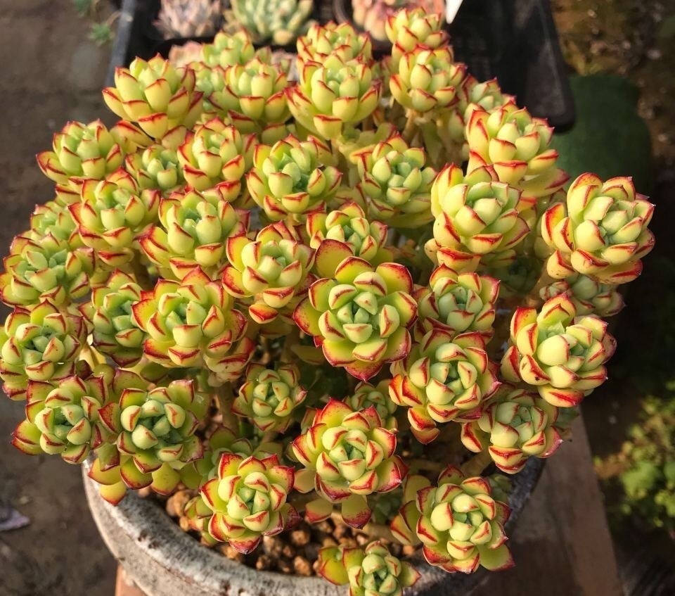 盘点10种“容易度夏”多肉,南北方花友,随便选、随便养