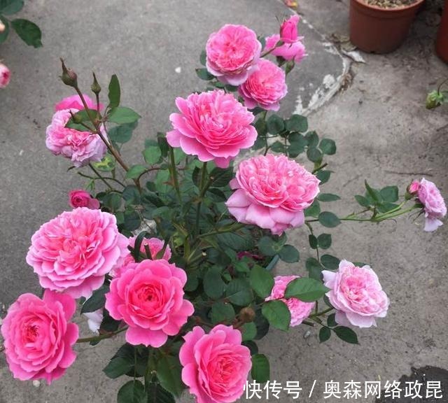 阳台盆栽佳品—浓香型月季，养护容易，四季开花，一卉能熏一室香