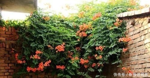 羡慕|有个小院子,定要养上5种花,开花好像小花园,谁看了都羡慕!