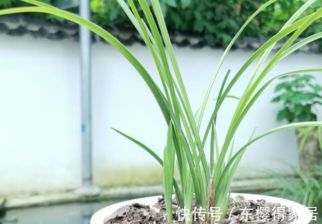 兰花茎腐病|兰花茎腐病和软腐病发生后,出现这种现象,就可以处理花盆了