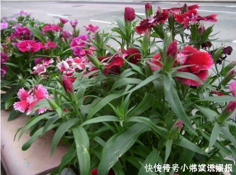 净化|7种“有益花”，养在家里身体好，清新空气病菌少，你家还没养