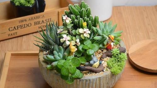 家里适合养什么花 以下几种花你家养的是哪种?