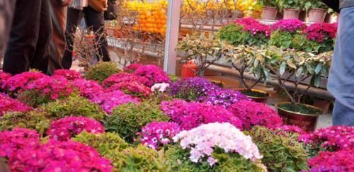 矾根|彩叶草、矾根、竹芋叶子像花一样美,家里养一盆,超漂亮