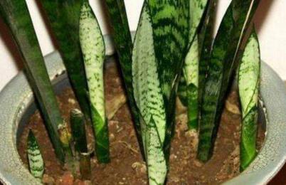 天气越来越凉，赶紧收集点“这东西”，泡泡就是生根水，插啥活啥