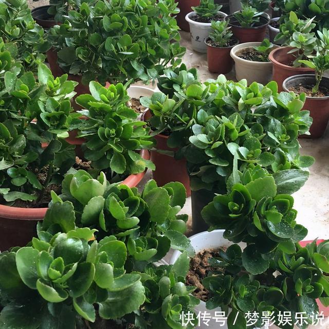 长寿花开败了？别手欠！3件事做对了，花芽又挤满了