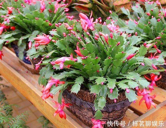 根系|蟹爪兰花后养护很重要,仅仅修剪还不够,做好这4点,开花大又多