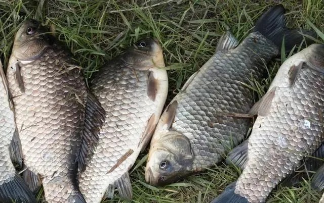 冬季钓鱼讲究人找鱼，学会这样选点打窝，让你狂钓大板鲫