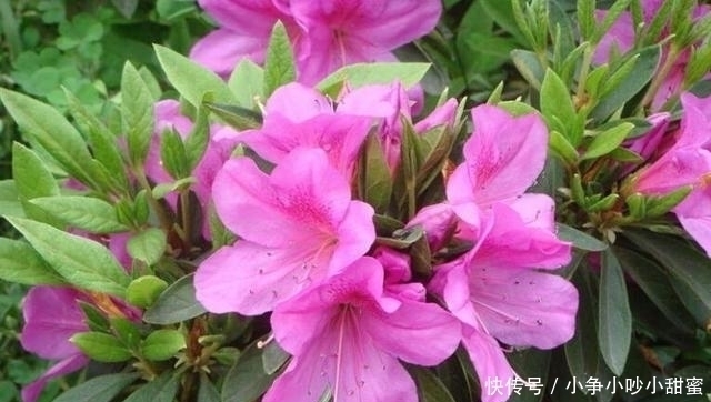 种植|最适合庭院、屋顶绿化种植的植物，各月开花顺序整理，不收藏吗？