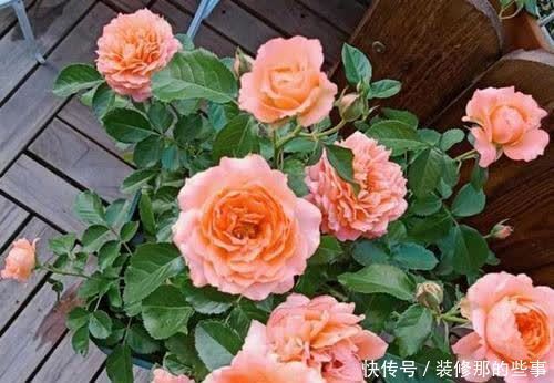 新手养月季常犯了5个错误,及时避免少走弯路,开出层叠群花!