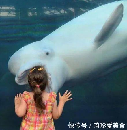 小男孩|白鲸张开“血盆大口”吓哭孩子,专业抢镜20年,一看就不正经