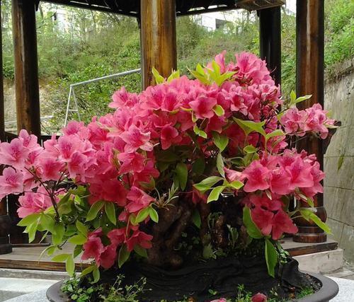  花卉|这花真的不好养，新手选择要慎重，能养好的都是高手！