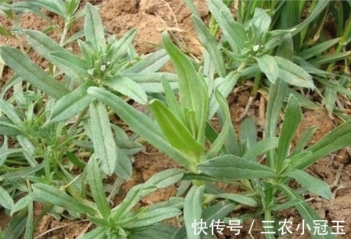 麦地|麦地里的”野菜“，城里人当杂草，殊不知功效丰富价值珍贵