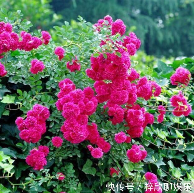 懂花人都养“这种花”,花香四溢、花朵稠密,被誉为花中极品