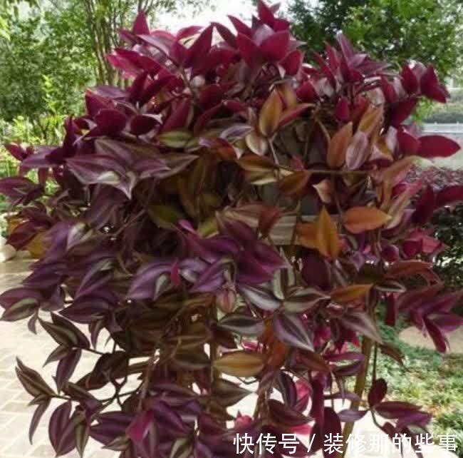 4种花漂亮又好养,比牡丹好看,开花一串串,阳台变成瀑布花海!