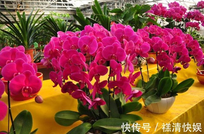 花店老板酒后吐真言，卖花套路多，越早知道越少花冤枉钱