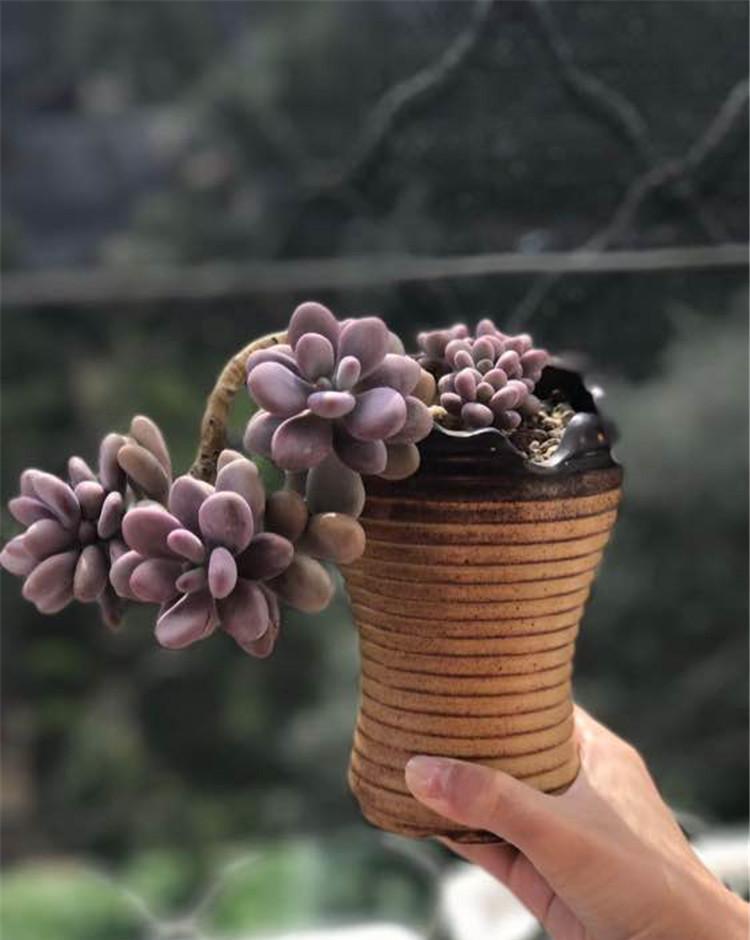 多肉控养方法,2周肉乎乎,长得很快