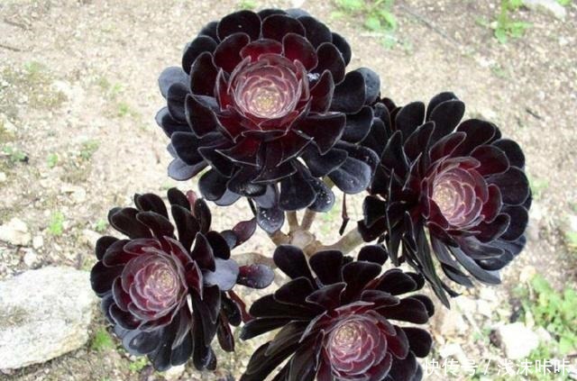 养黑法师,这个细节别忽视,10个月养成“老桩”,价值增1倍!